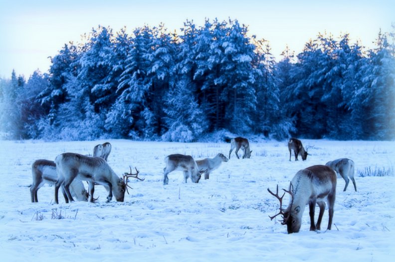 reindeer_in_the_winter.jpg