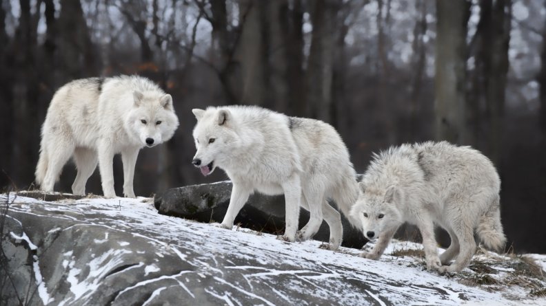 white_wolves_pack.jpg