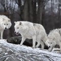 White wolves pack