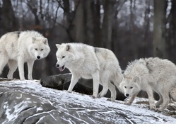 White wolves pack