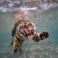 Tiger Swimming at San Diego Zoo