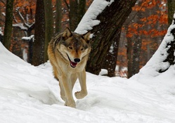 wolf cool walk