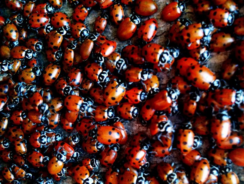ladybugs.jpg