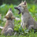 first howl