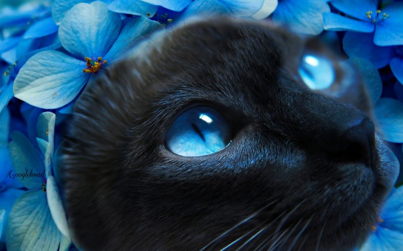 blue_eyed_cat.jpg