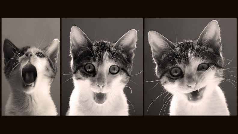 cat_emotions.jpg