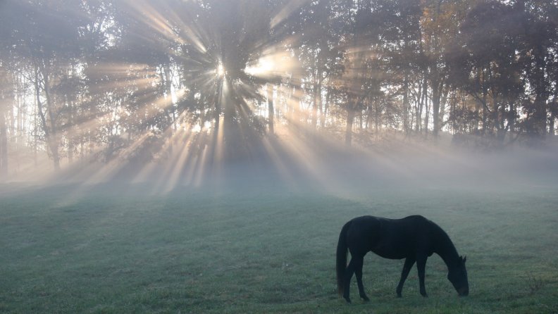 horse grazing in a meadow at sunrise