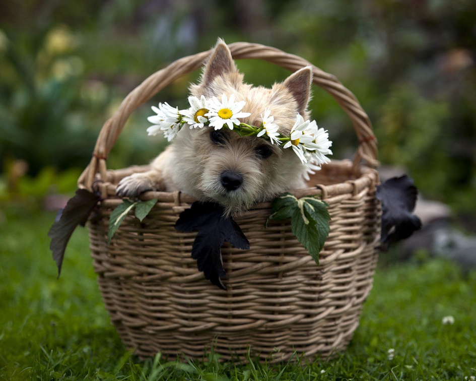 Puppy in basket