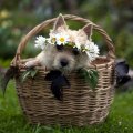 Puppy in basket