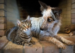 *** Dog and cat ***