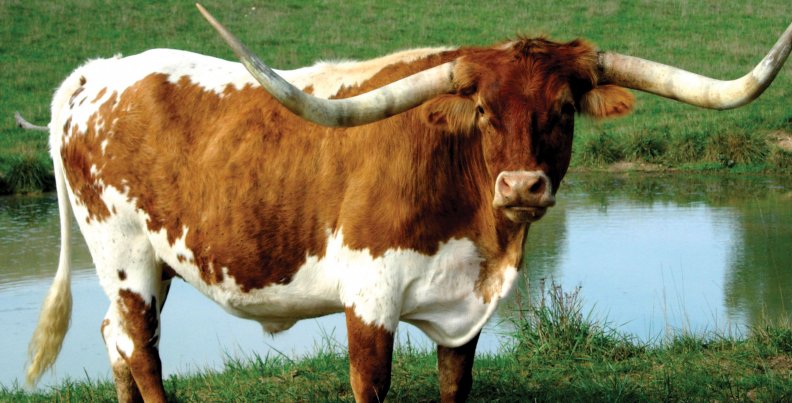 longhorn_cattle