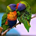 Rainbow Parrots Making Out