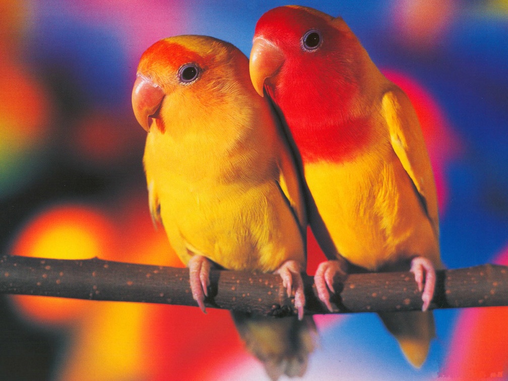 Lovely Parrots
