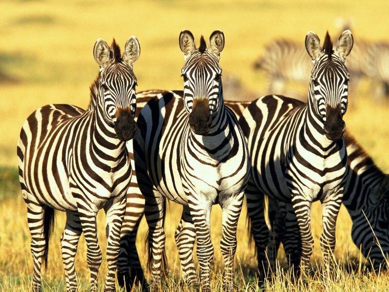 burchell_zebras.jpg