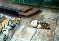 Tiger with baby piglets #1