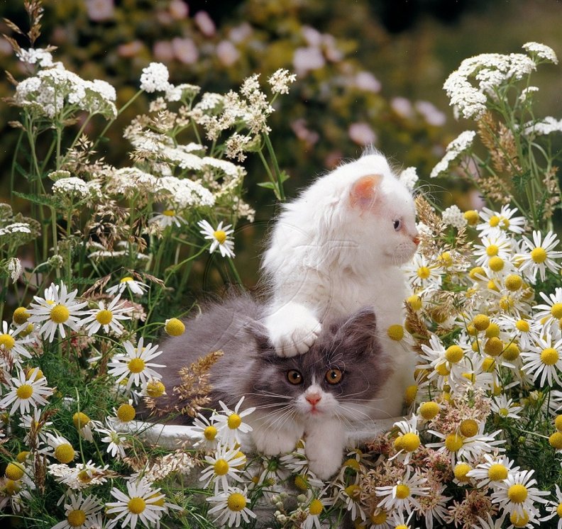 kittens_among_daisies.jpg