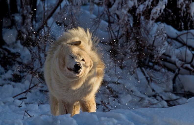 Snowy wolf