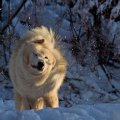 Snowy wolf