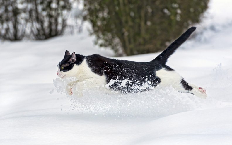 snow_cat.jpg
