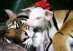 Tiger with baby piglets #3