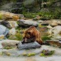 Bears prayer.
