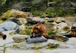 Bears prayer.