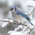 Bird In Winter