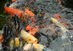 orange fishes