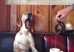 dog yawns