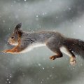 "Flying" squirrel