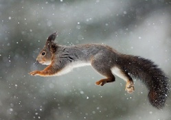&quot;Flying&quot; squirrel