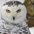 Snow owl