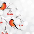Winter Finches