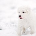 white_puppy.jpg