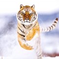 Tiger running in the snow