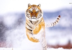 Tiger running in the snow