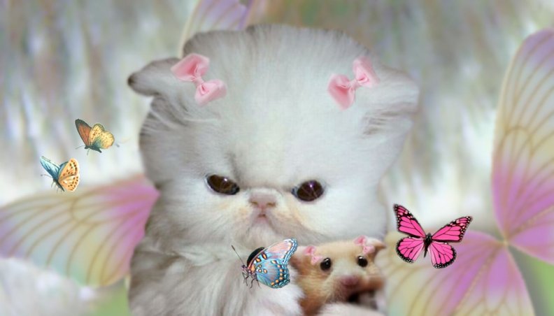 Kitten and Hammie Investigate Butterflies