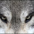 eyes of the wolf