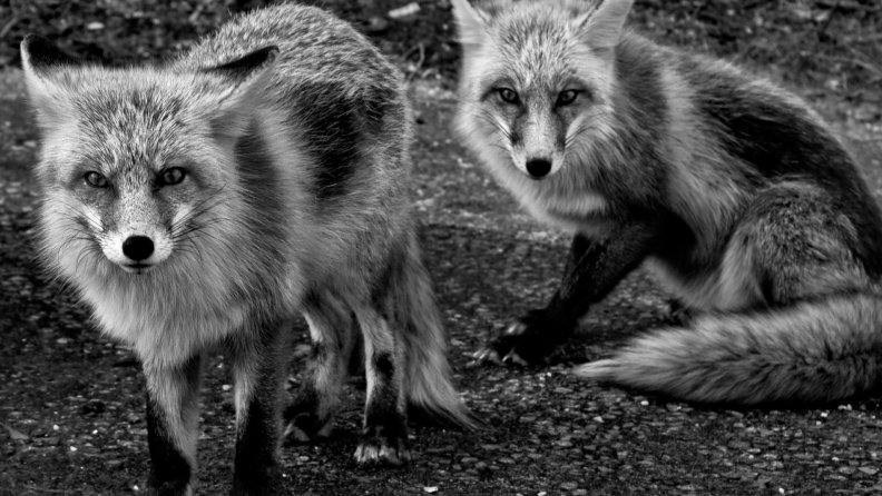 grayscale_foxes.jpg