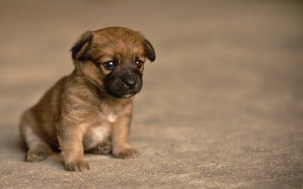 Tiny puppy