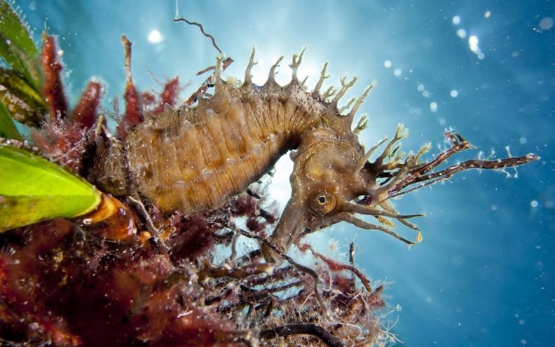 amazing_underwater_seahorse.jpg