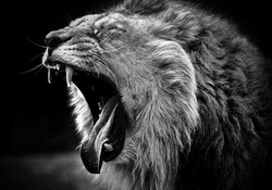 yawn lion