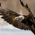 closeup of bald eagle landing in alaska