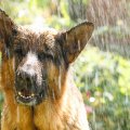 Dog In Rain