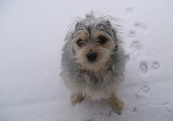 Dog In The Snow