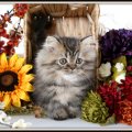 Kitty in a flower basket