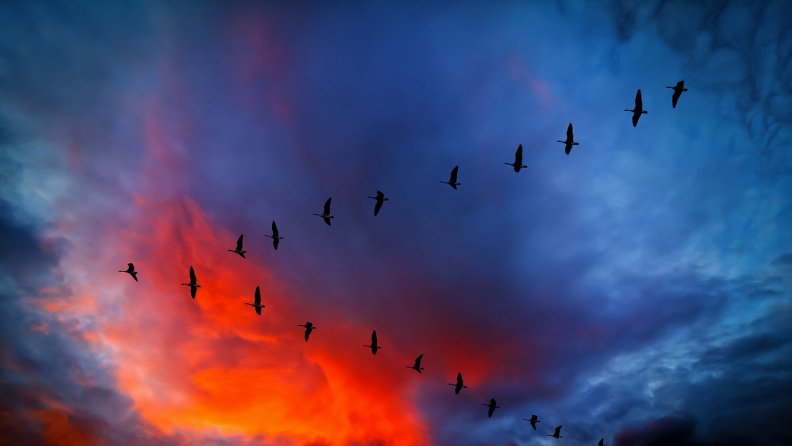 v_formation_of_canadian_geese_under_gorgeous_sky.jpg