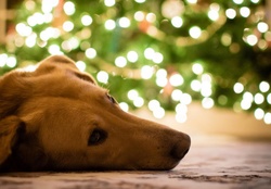 Christmas dog
