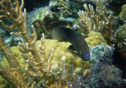 reef fish