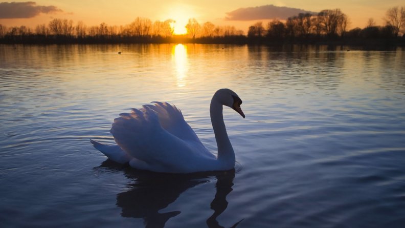 beautiful_swan.jpg